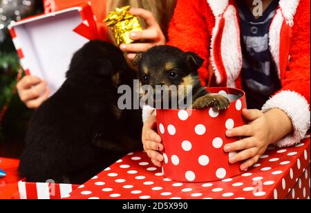 Year of dog, holiday celebration. Dogs in present box in kids hands. New year, puppies in gift box with polka dot. Pet and animal, dog year, gift concept. Boxing day and winter party. Stock Photo