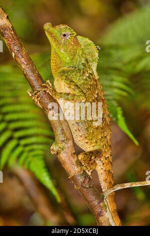 Hump-nosed Lizard, Lyriocephalus scutatus, Sinharaja National Park Rain Forest, World Heritage Site, UNESCO, Biosphere Reserve, National Wilderness Ar Stock Photo