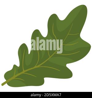 Oak leaf isolated on white background. Part of tree in cartoon style. Stock Vector