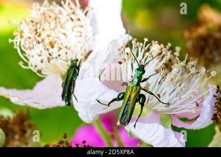 Oedemera nobilis, (also known as the false oil beetle, thick-legged flower beetle or swollen-thighed beetle) on Blackberry flowers, Cornwall, England, Stock Photo