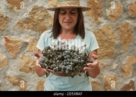 Smiling female farmer holding grapes while standing Stock Photo