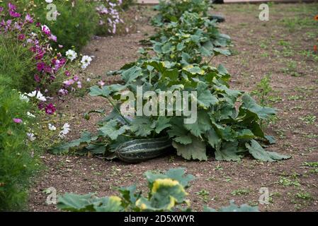 Marrows growing in the veg plot Stock Photo