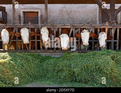Germany, Upper Bavaria, Allmoning, Cows eating forage in stable Stock Photo