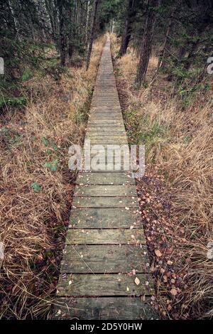 Austria, Ibmer Moorweg in autumn, boardwalk Stock Photo - Alamy