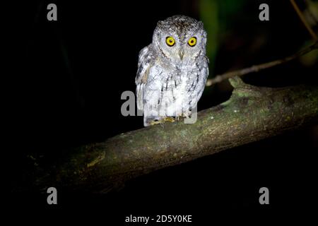 Thailand, Kaeng Krachan, Oriental scops owl on a branch at night Stock Photo