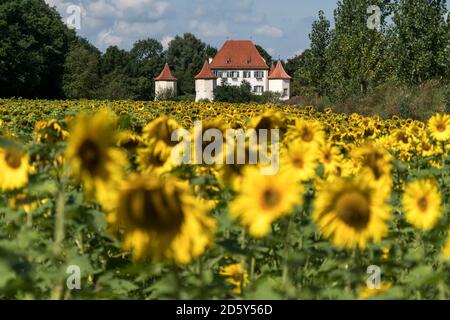 Germany, Munich, Obermenzing, view to Blutenburg Castle with sunflower field in the foreground Stock Photo