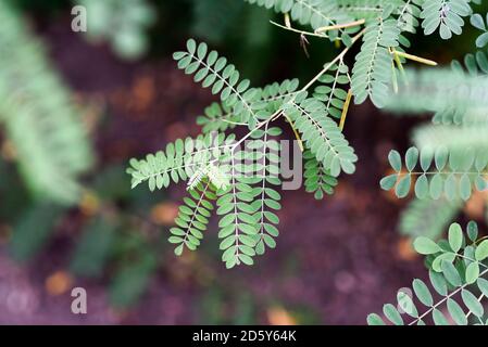 Leaves of true indigo shrub in the summer garden. Stock Photo