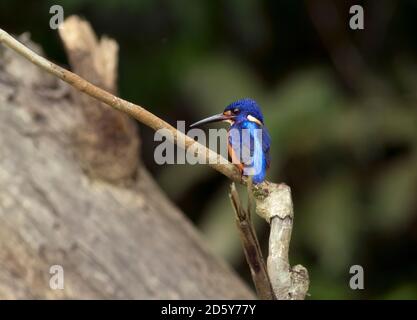 Borneo, Alcedo meninting, Blue-eared kingfisher perching on a twig Stock Photo