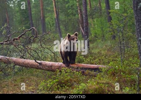 Finland, brown bear, Ursus arctos, standing on tree trunk Stock Photo
