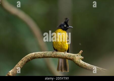 Thailand, Kaeng Krachan, Black-Crested Bulbul on branch Stock Photo
