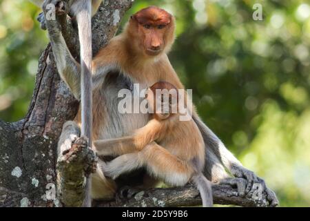 Borneo, Sabah, Proboscis Monkeys, Nasalis larvatus, mother and young animal sitting on tree Stock Photo