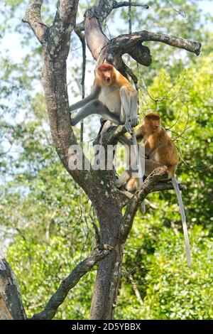 proboscis monkey (Nasalis larvatus), yelling Stock Photo - Alamy