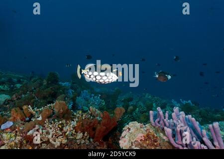 Indonesia, Bali, Nusa Lembongan, clown triggerfish, Balistoides conspicillum Stock Photo