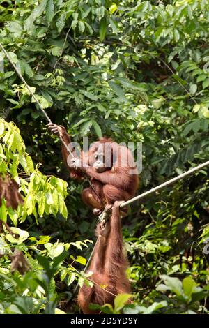 Malaysia, Borneo, Sabah, two Bornean orang-utans climbing on a rope