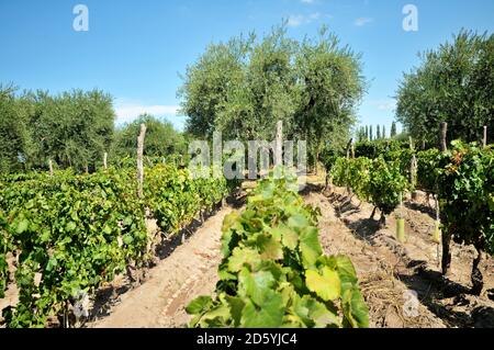 Argentina, Mendoza Province, Maipu, grape variety Malbec vine and olive trees Stock Photo
