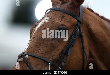 A horse in the winners enclosure during Gentlemen's Raceday at Warwick Racecourse Stock Photo