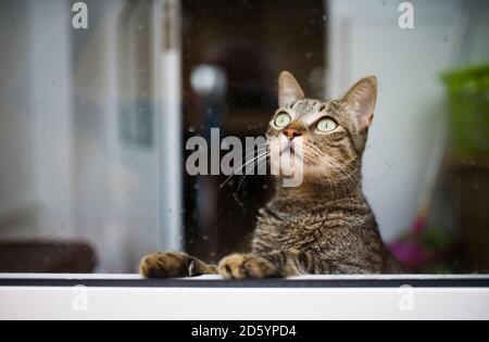 Tabby cat looking up through a wet window Stock Photo