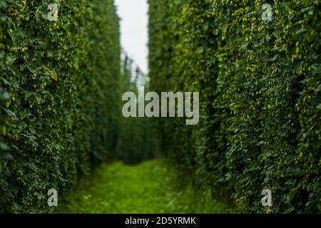 Germany, Bavaria, Attenhofen, hop garden Stock Photo