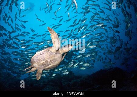 Costa Rica, Cocos Island, Green Sea Turtle swimming in between school of bigeye trevallies Stock Photo