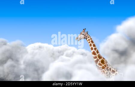 giraffe looking above the clouds. 3d render. Stock Photo