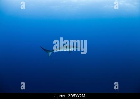 Silky shark, Carcharhinus falciformis Stock Photo