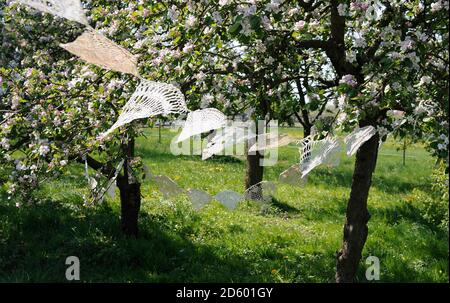 Germany, Hamburg, parts of old crochet tablecloths hanging between blossoming apple trees Stock Photo