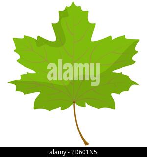 Maple leaf isolated on white background. Part of tree in cartoon style. Stock Vector