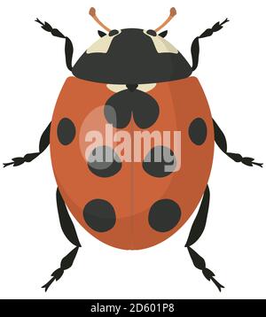 Ladybug in cartoon style. Beetle isolated in white background. Stock Vector