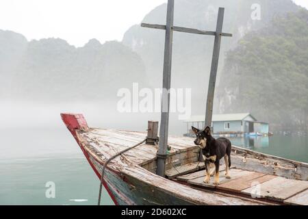 Vietnam, dog at a pearl farm in Halong Bay Stock Photo