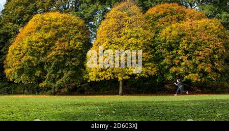 Perthshire, Scotland, United Kingdom, 14th October 2020. UK Weather: Autumn colours. The trees across Perthshire display stunning gold and orange colours on a day that alternated between rain and sunny intervals. Pictured: Autumn trees in MacRosty Park or Mungall Park, Crieff with a woman running Stock Photo