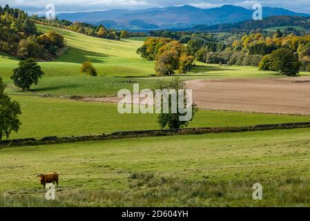 Perthshire, Scotland, United Kingdom, 14th October 2020. UK Weather: Autumn colours. The trees across Perthshire display stunning gold and orange colours on a day that alternated between rain and sunny intervals. Pictured: Ochertyre valley across the Monzie estate with a cow Stock Photo