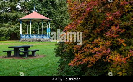 Perthshire, Scotland, United Kingdom, 14th October 2020. UK Weather: Autumn colours. The trees across Perthshire display stunning gold and orange colours on a day that alternated between rain and sunny intervals. Pictured: the Victorian bandstand in MacRosty Park or Taylor Park with Autumn leaves on a bush Stock Photo