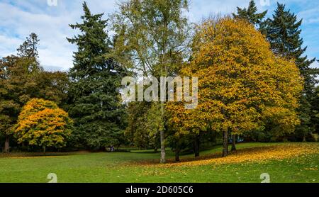 Perthshire, Scotland, United Kingdom, 14th October 2020. UK Weather: Autumn colours. The trees across Perthshire display stunning gold and orange colours on a day that alternated between rain and sunny intervals. Pictured: Am Autumn tree with leaves covering the ground in MacRosty Park or Taylor Park, Crieff Stock Photo