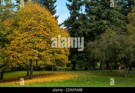 Perthshire, Scotland, United Kingdom, 14th October 2020. UK Weather: Autumn colours. The trees across Perthshire display stunning gold and orange colours on a day that alternated between rain and sunny intervals. Pictured: Am Autumn tree with leaves covering the ground in MacRosty Park or Taylor Park, Crieff Stock Photo