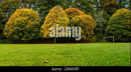 Perthshire, Scotland, United Kingdom, 14th October 2020. UK Weather: Autumn colours. The trees across Perthshire display stunning gold and orange colours on a day that alternated between rain and sunny intervals. Pictured: Autumn trees in MacRosty Park or Mungall Park, Crieff Stock Photo