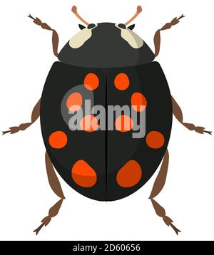 Black ladybug in cartoon style. Insect isolated in white background. Stock Vector