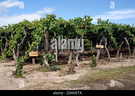 Argentina, Mendoza Province, Maipu, grape variety Syrah vine Stock Photo