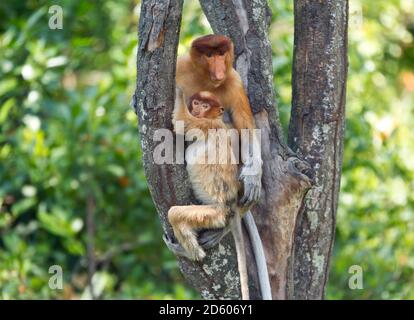 Borneo, Sabah, Proboscis Monkeys, Nasalis larvatus, mother and young animal sitting in tree Stock Photo