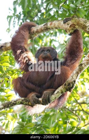 Malaysia, Borneo, Sabah, Bornean orangutan ,Pongo pygmaeus, male Stock Photo