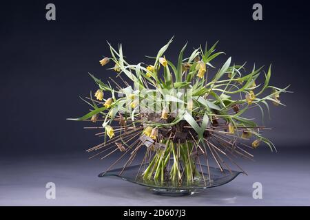 Floral arrangement of Betula pendula, Fritillaria uva-vulpis Stock Photo