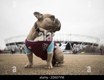 Bubbles the dog wearing a West Ham shirt before the Premier League match between West Ham United's and Southampton Stock Photo