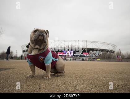 Bubbles the dog wearing a West Ham shirt before the Premier League match between West Ham United's and Southampton Stock Photo