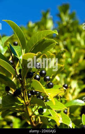 Close up of a laurel hedge which has large poisonous black berries Stock Photo