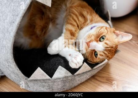 A cute cat lying in its den. Stock Photo