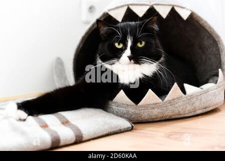 A cute cat lying in its den. Stock Photo
