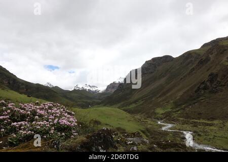 Beautiful alpine meadows and rhododendrons with snow capped mountains in Thimphu Stock Photo