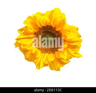 Sunflower isolated on white. Close up yellow sunflower blooming Stock Photo