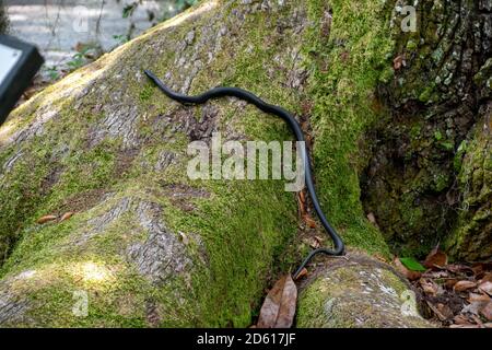 A single black rat snake climbing up the side of a tree Stock Photo