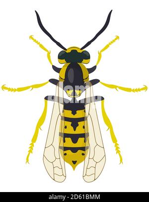 Wasp top view. Insect in cartoon style. Stock Vector