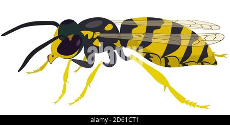 Wasp side view. Insect in cartoon style. Stock Vector